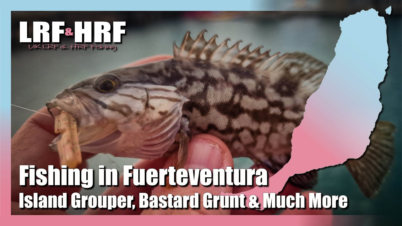 Fishing In Fuerteventura: Island Grouper, Bastard Grunt & More