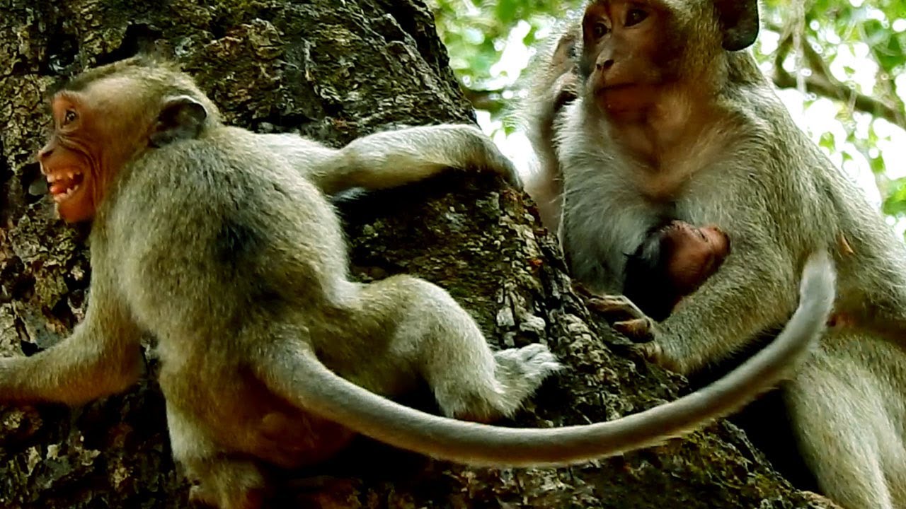 Monkey Jill Bite Little Monkey Delena, Cry Hurt seizing Tree, Calling Mom
