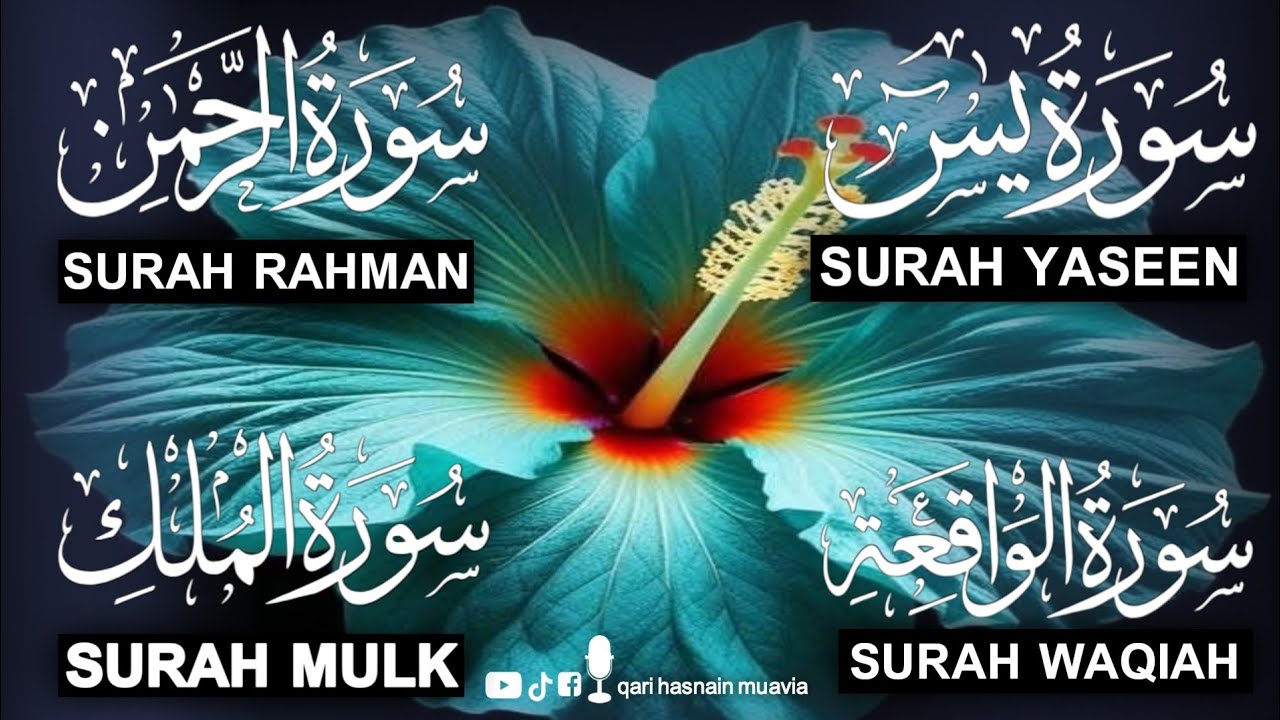 Surah Yasin ❤️ (Makki), Rahman, Waqiah & Mulk | Ep 333 | Daily Quran Recitation & Blessings 
