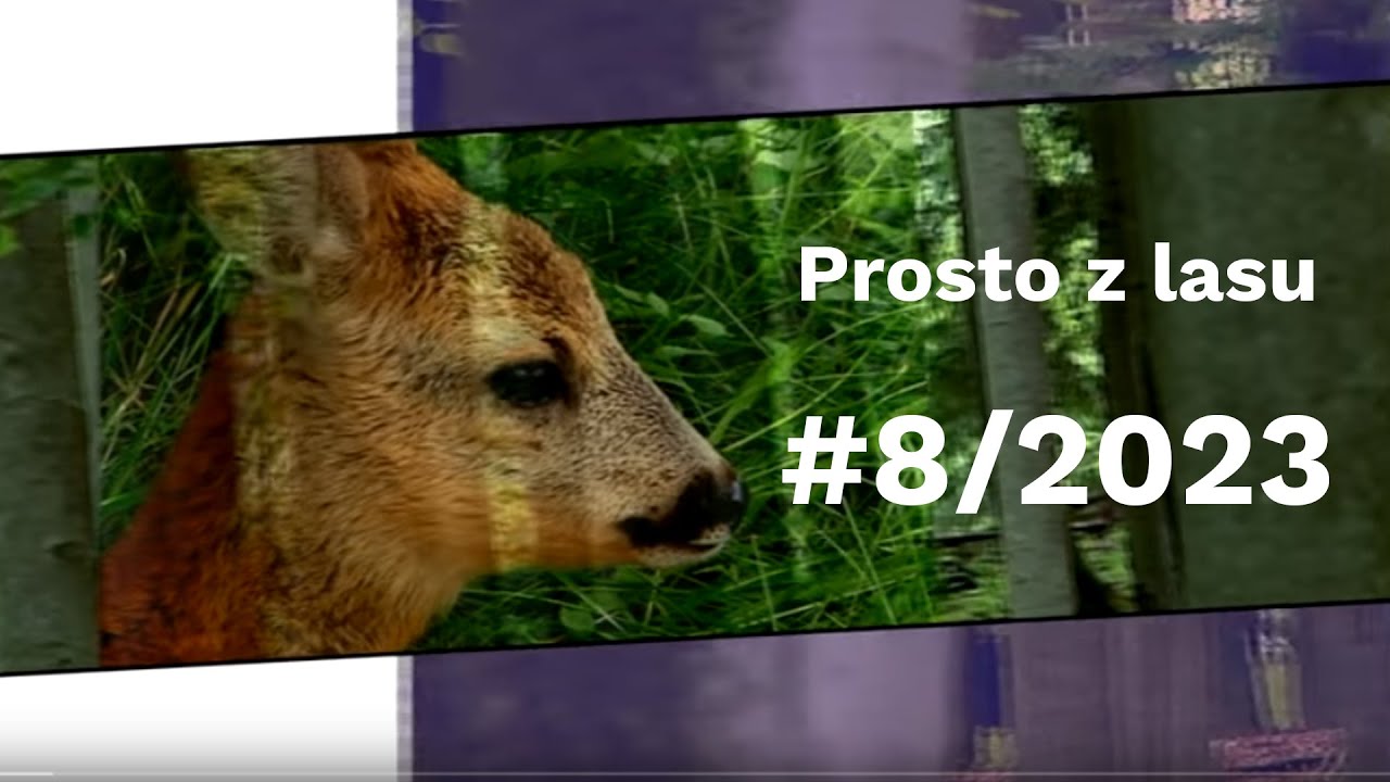 Prosto z lasu |08 2023|