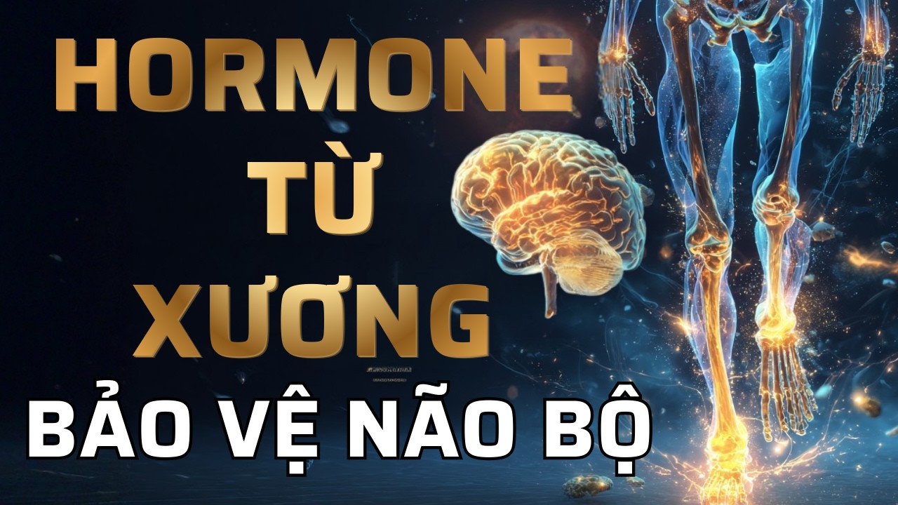 Khám Phá Trục Xương & Não Bộ: Osteocalcin - Hormone Ngăn Ngừa Suy Giảm Nhận Thức