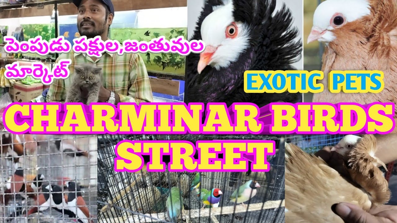 చార్మీనార్ బర్డ్స్ స్ట్రీట్, పెంపుడు పక్షుల,జంతువుల మార్కెట్, CHARMINAR BIRD'S, EXOTIC PETS MARKET