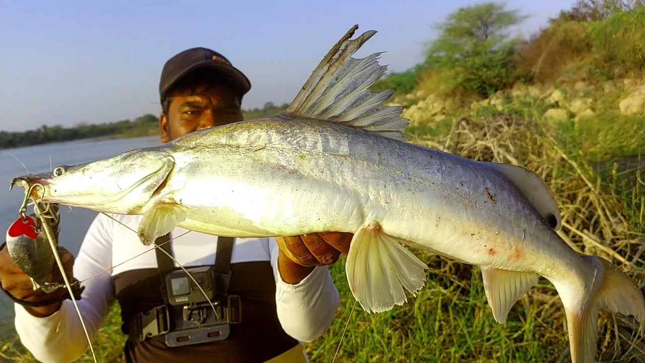Big Singara fish catching video | Big Tengara Fish | Singoor River Fishing