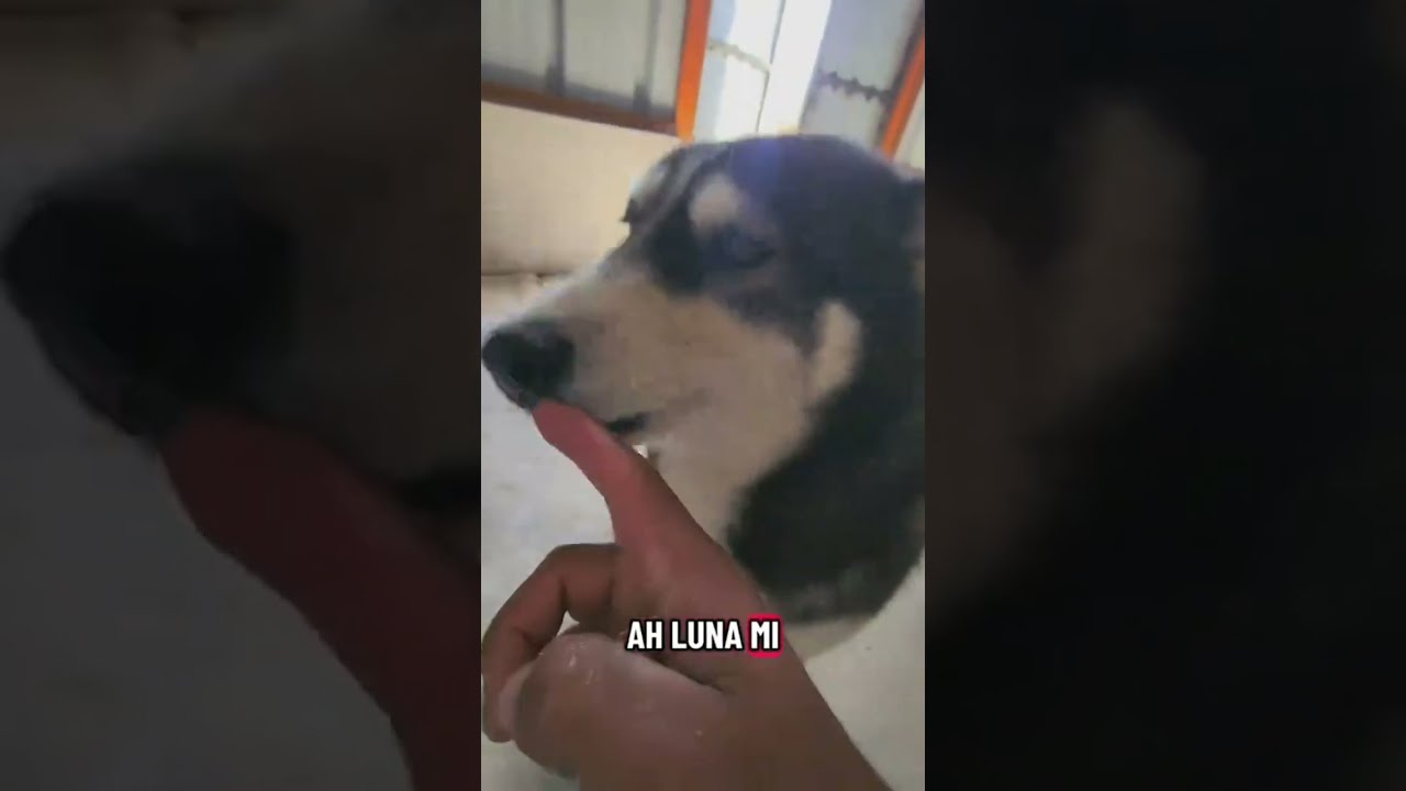 LOS MOMENTOS MAS VIRALES CON MI ENGREÍDA 🐶❤️ #humor #momentosunicos #suscribete #100k 