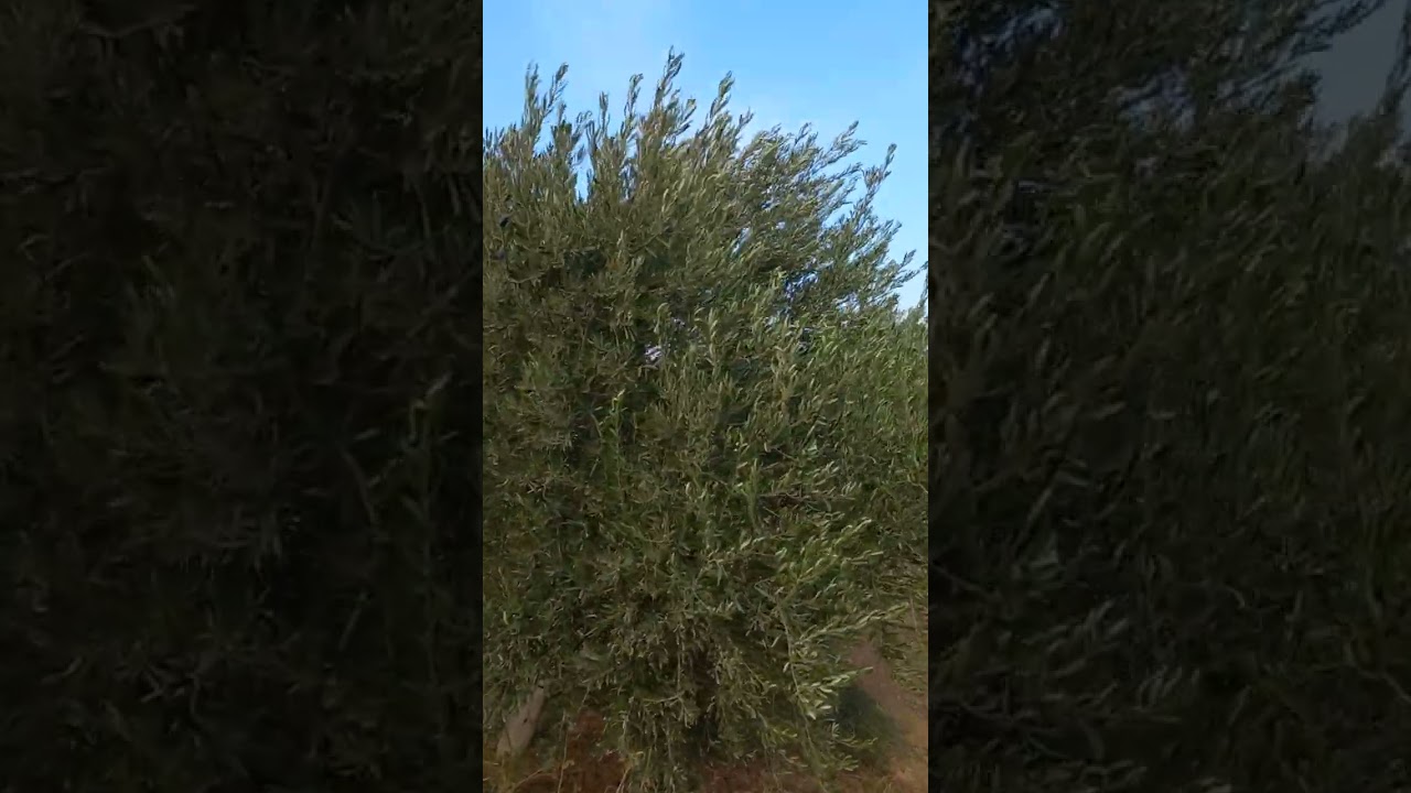 الزيتون في الزراعة التقليدية وعدد الاشجارفي الدونم والزراعة المكثفة والزراعة عالية التكثيف