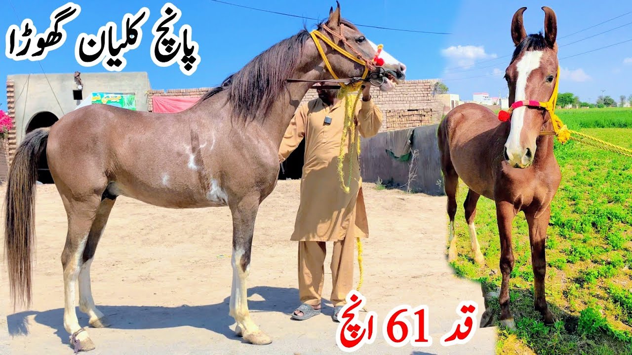 Panch Kalyan Ghoda For Sale | Mushka Ghoda