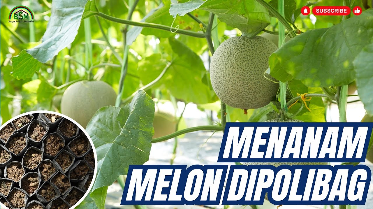 MENANAM MELON DIPOLIBAG SECARA ORGANIK