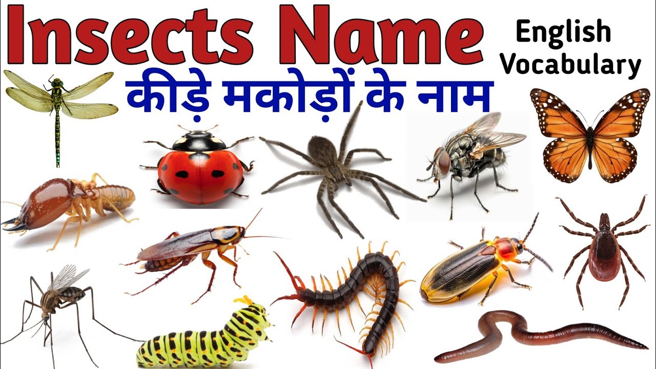 Insects Name in Hindi | कीड़े मकोड़ों के नाम | Insects Name with pictures | Insect names