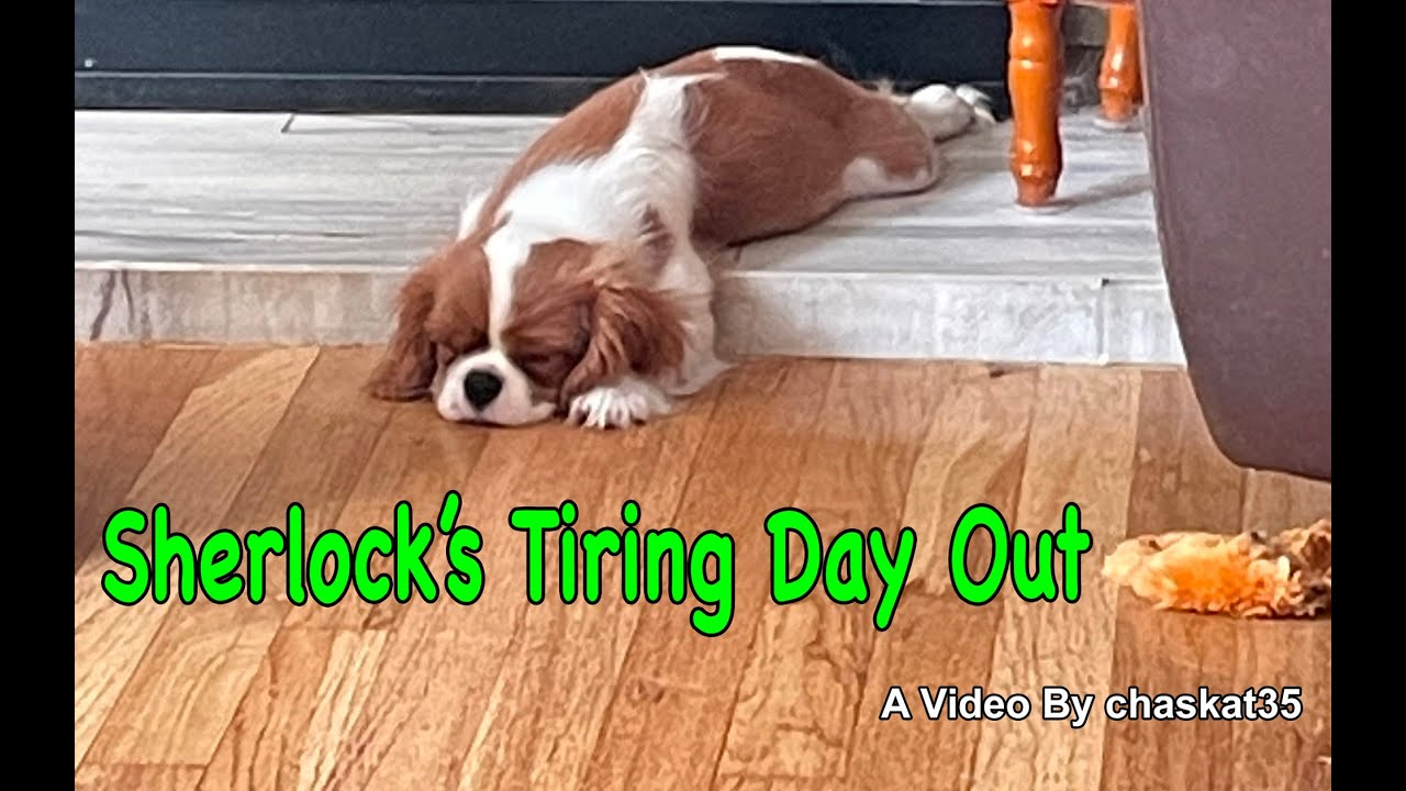 Sherlock's Tiring Day Out