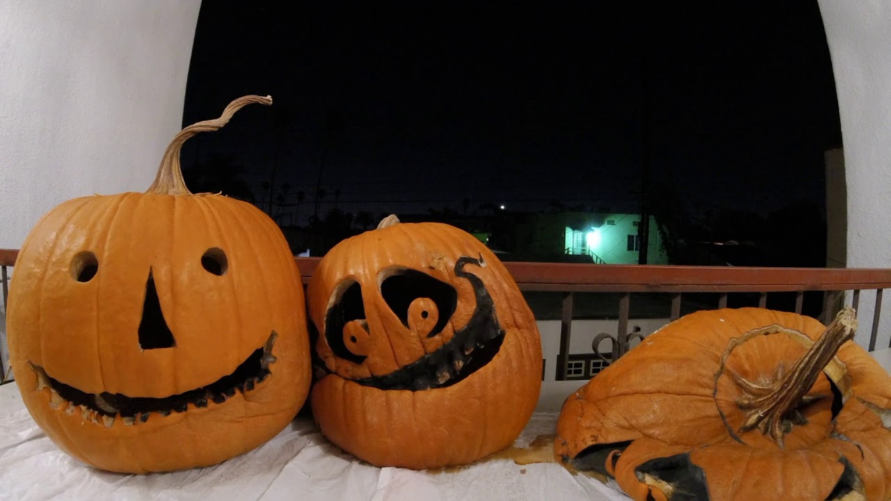 Pumpkins Rotting TimeLapse