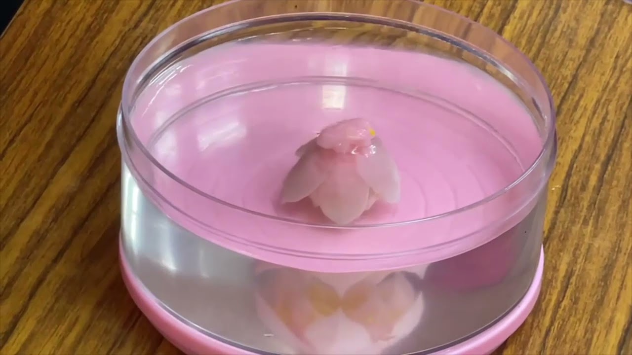 1118果凍花