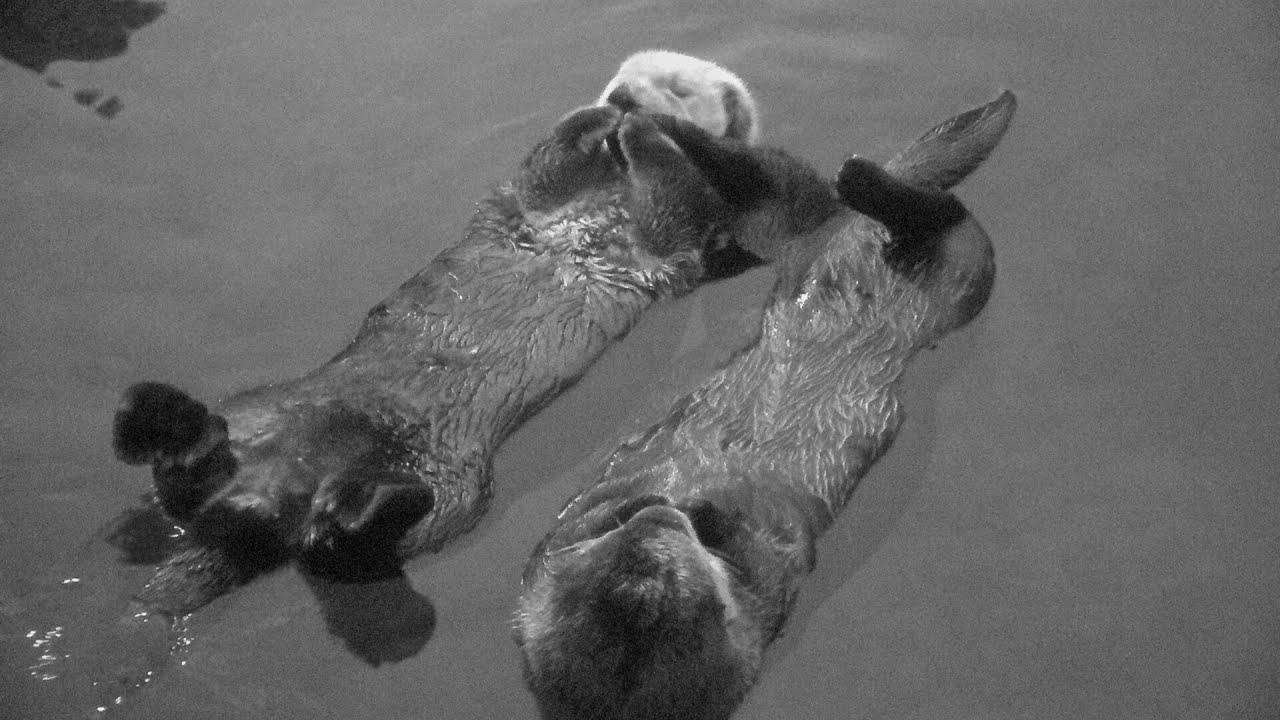 Katmai & Hardy... kinda-rafting & floating together