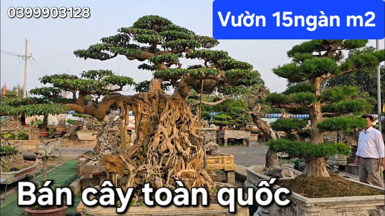 Vườn 15 ngàn m2 kê kín cây . Ngày nào cũng bán cây đi khắp nơi 