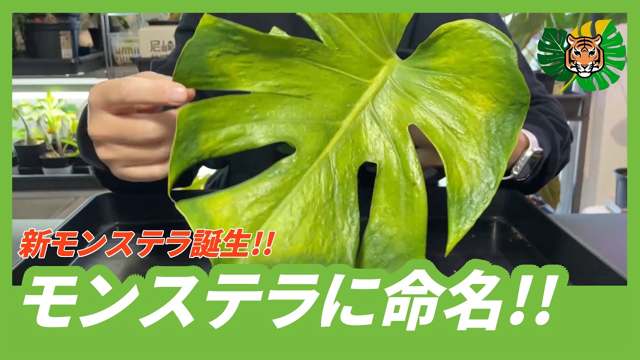【モンステラ】ネームド誕生!! NoIDの羅紗葉？モンステラを命名します!!