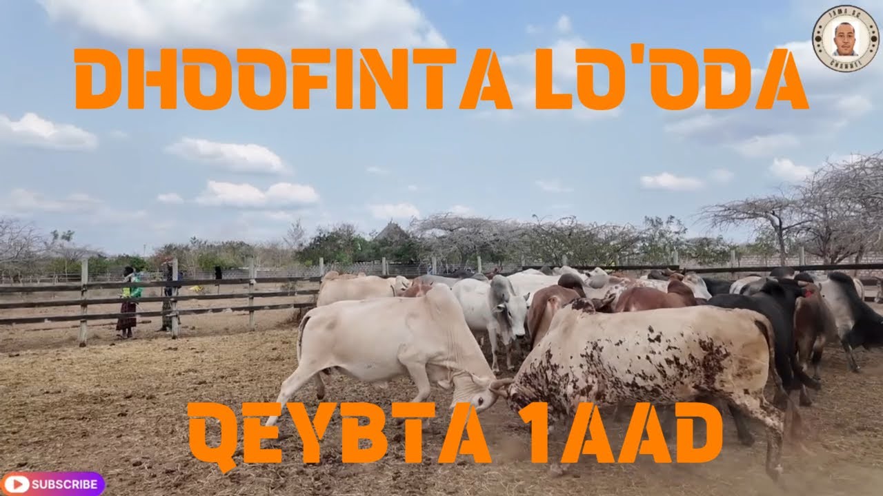 DHOOFINTA LO'ODA