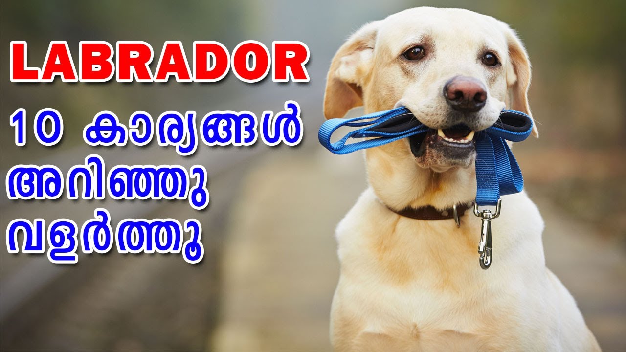 😍Labrador breed information : Dog Information & Facts : ALL About This Popular Breed (MALAYALAM)