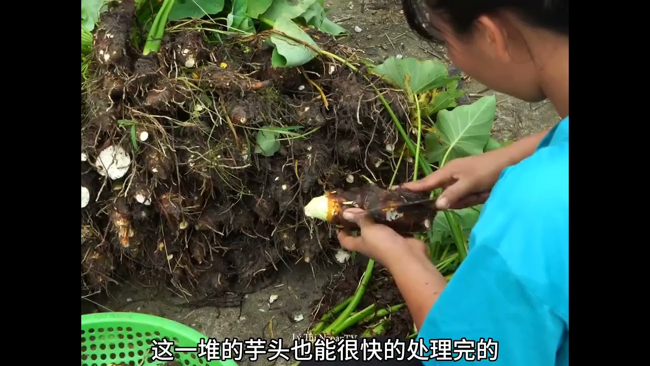 小丽的两个孩子都送去幼儿园了，现在有好多的时间出来跑了呀 #致敬劳动人民 #乡村生活 #勤劳的农村人 #农村姑娘不怕吃苦 #越来越好的自己