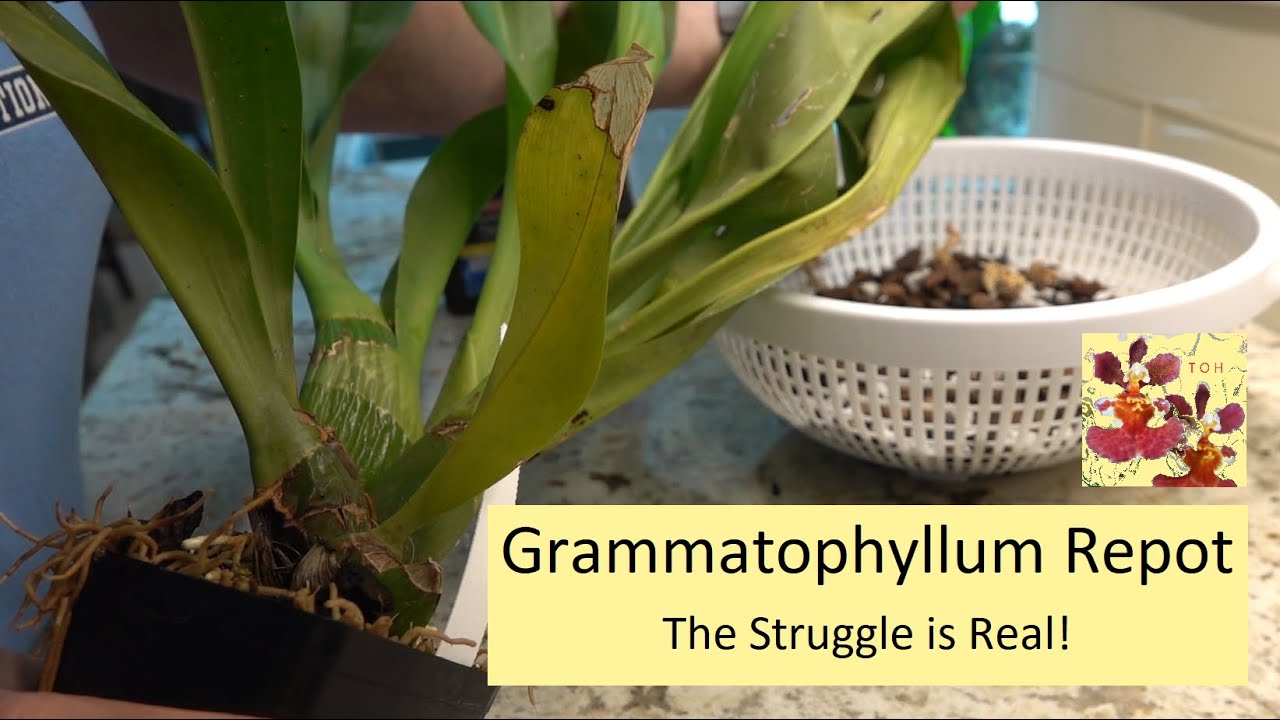 How to Repot a Grammatophyllum Orchid - Struggles with Orchid Size, Old Pot, & Massive Root System!