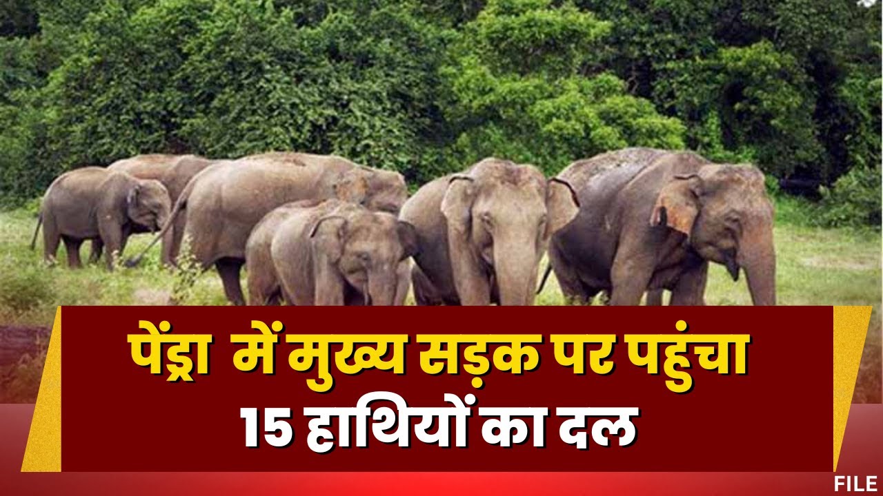 Pendra Elephant Attack News: पेंड्रा में गजराज का आतंक। मुख्य सड़क पर पहुंचा 5 हाथियों का दल। देखिए
