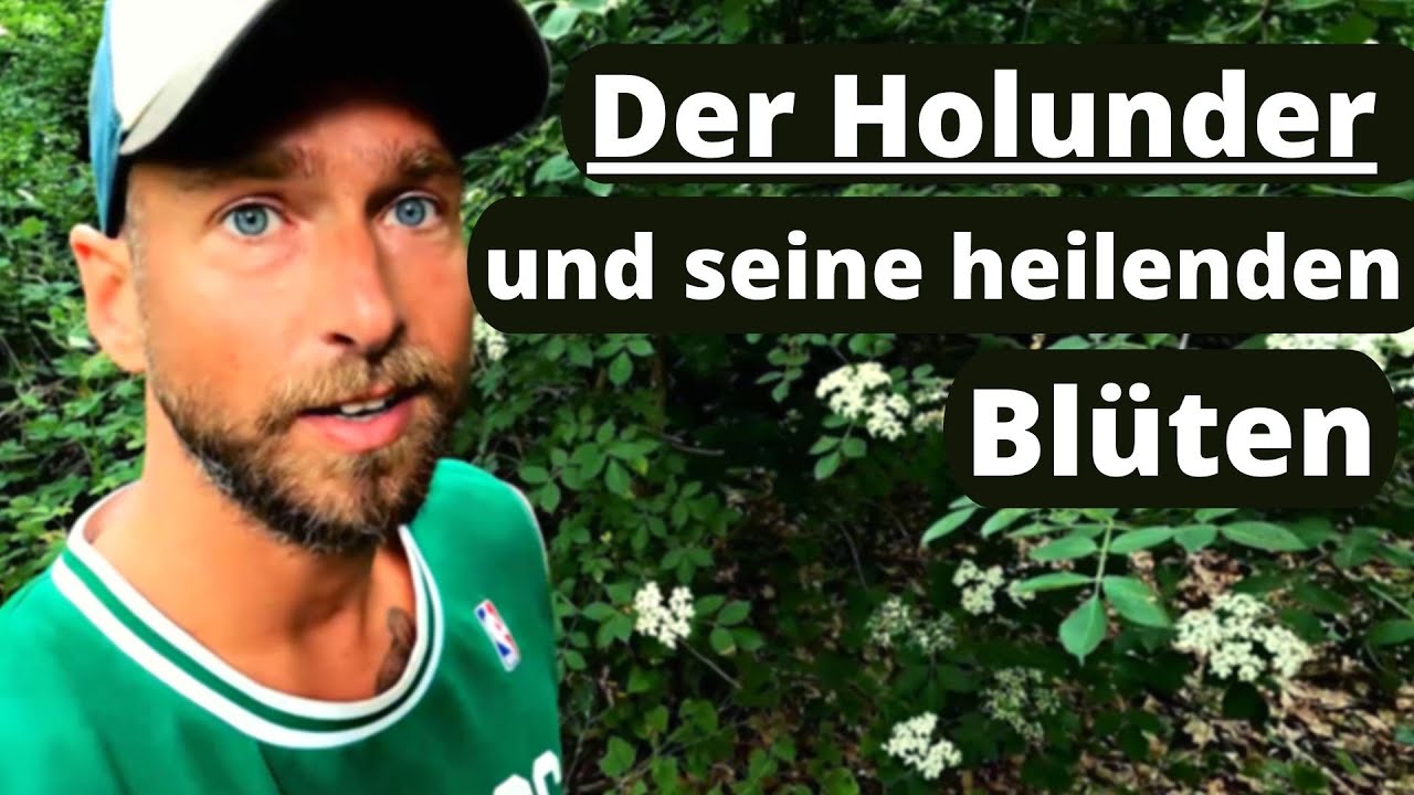 Der Holunder bei Erk&auml;ltungskrankheiten