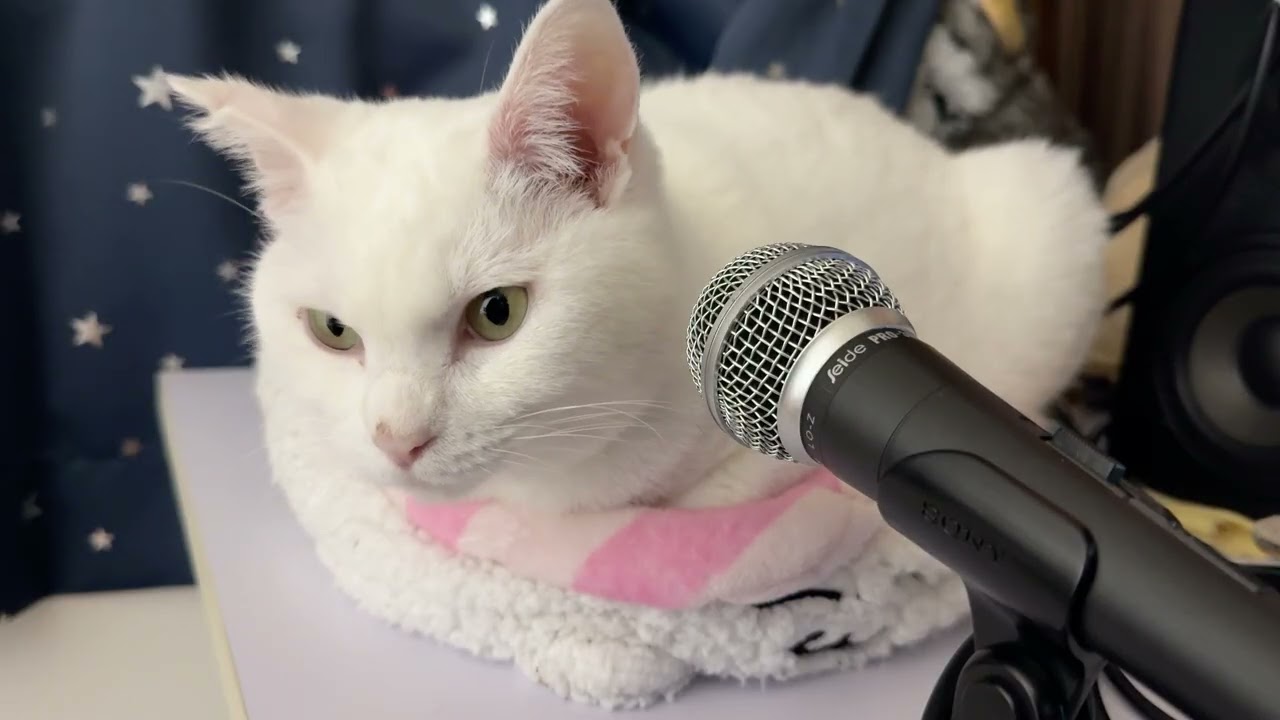 [Echo Cat] If the white cat meows, the game ends immediately.