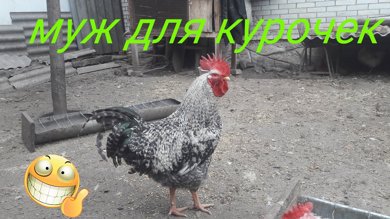 Муж для курочек. Новый хозяин в дворе.