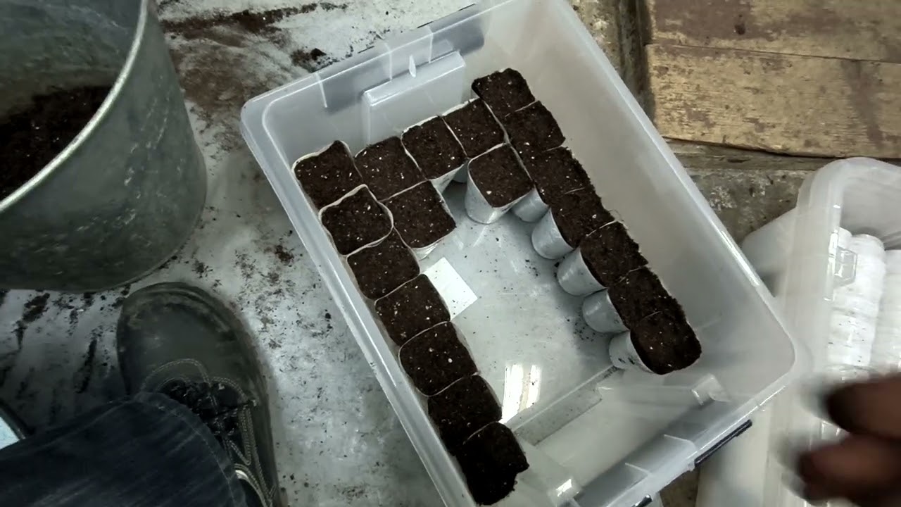 Стаканчики для пикировки.