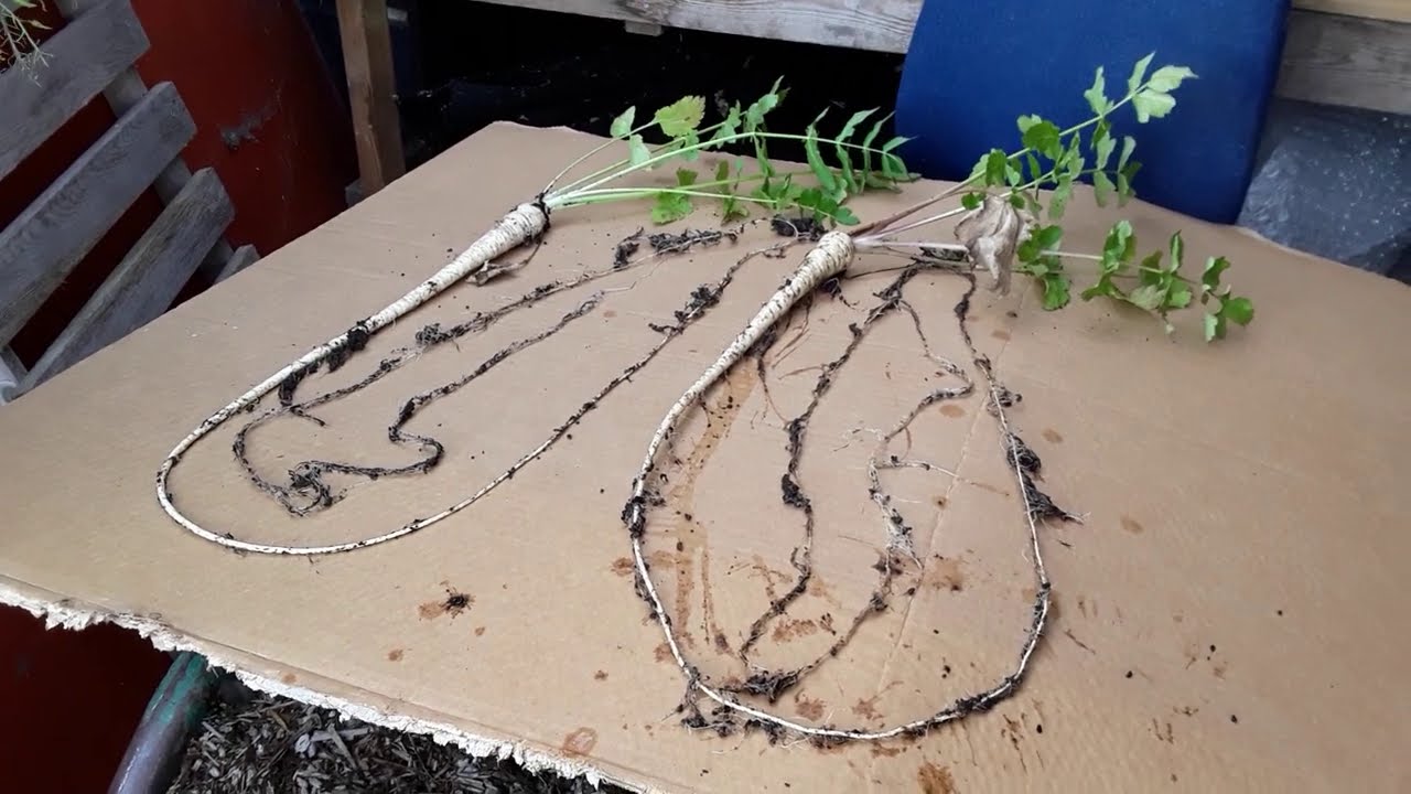 How To Grow Long Root Vegetables For The National Giant Vegetable Championships 2020 ♻️ Parsnips