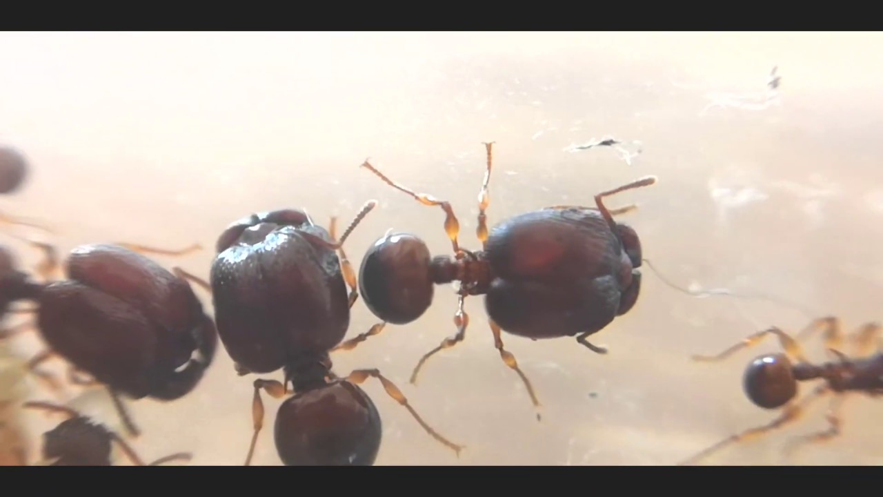 Acanthomyrmex glabfemoralis | Акантомирмекс глабфеморалис | муравьи гномы содержание и уход
