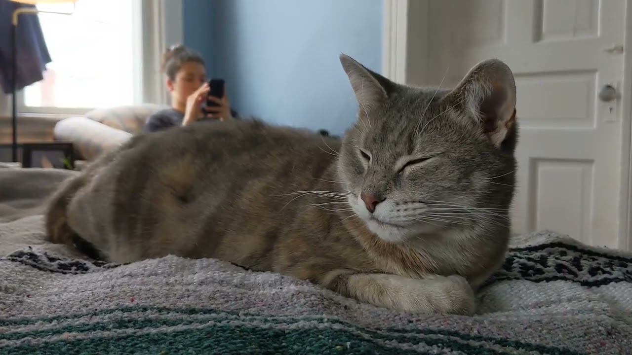 Falling asleep 😻