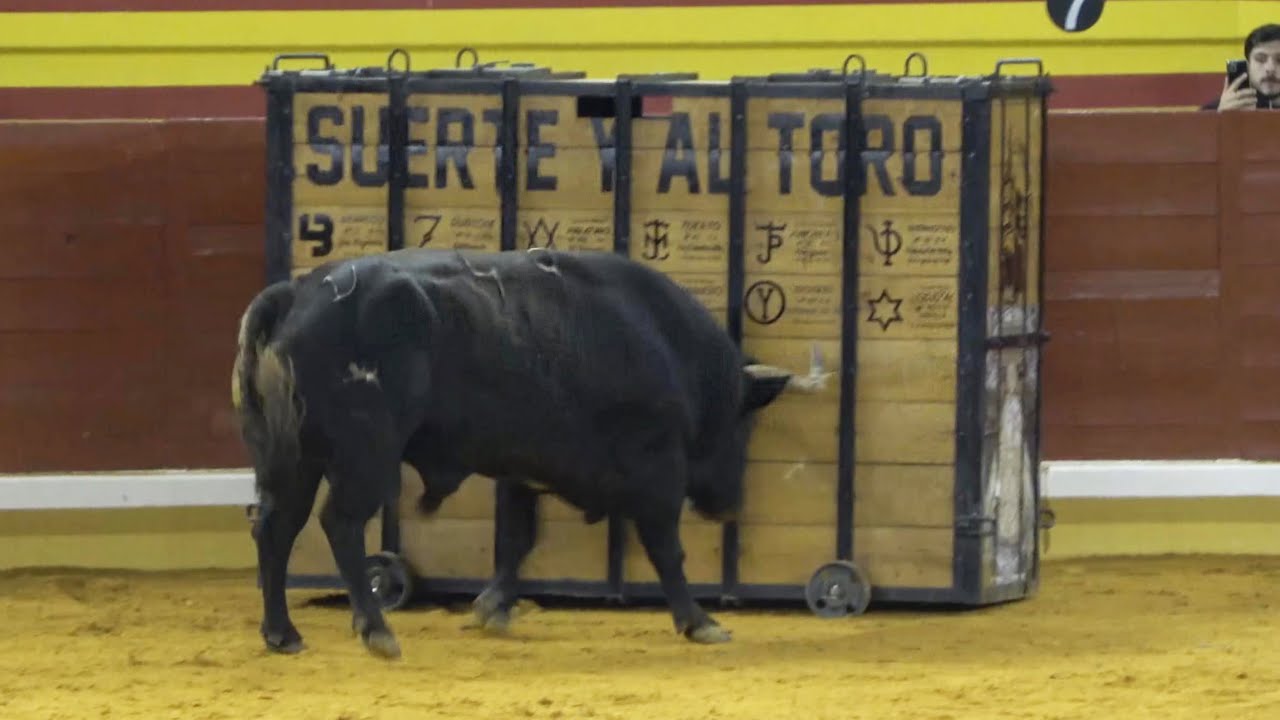 😱 TORO EMBISTE EL CAJON! ILLESCAS TOLEDO 2023
