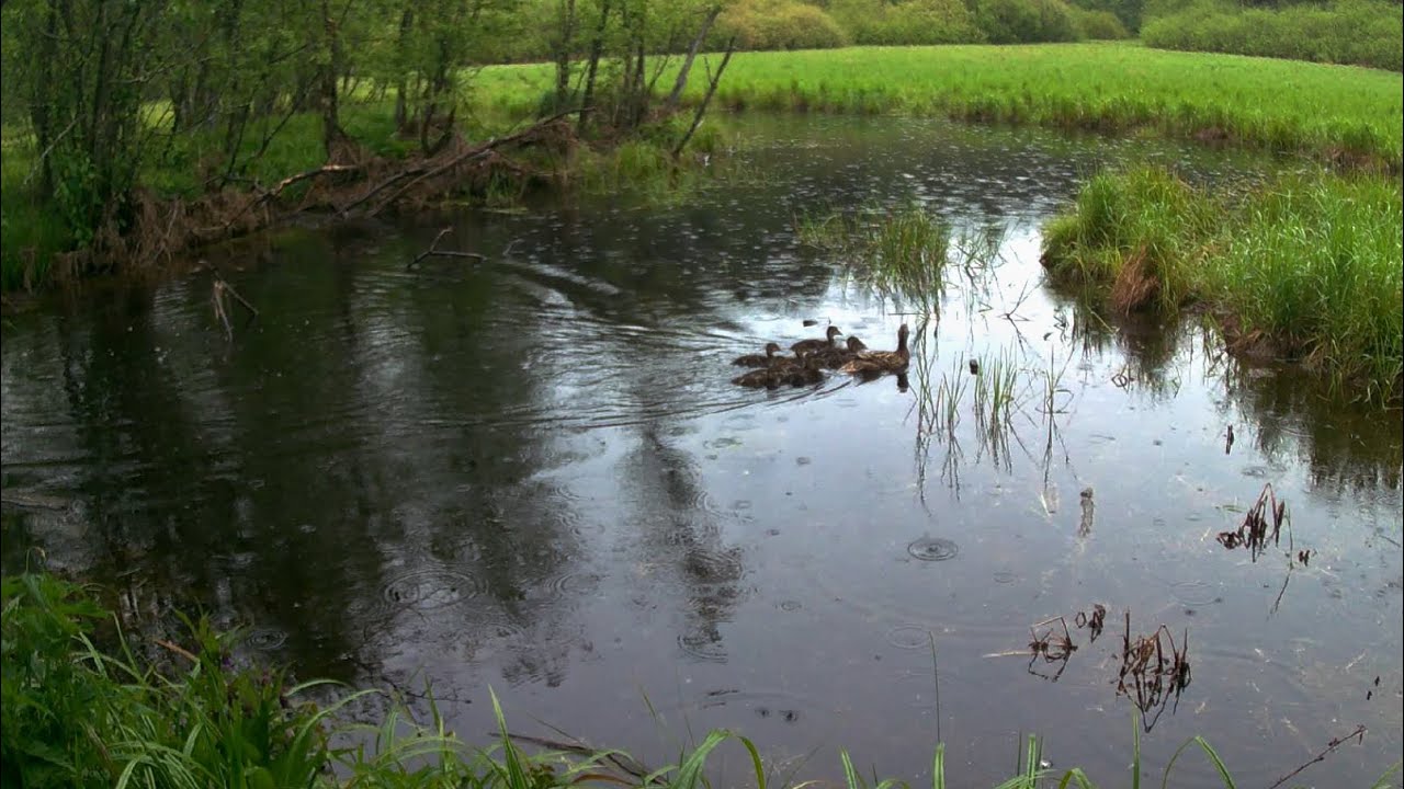 Spot #133a: Tůně v mokřadu / Pool in the wetland / highlights