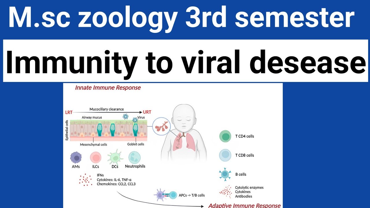 Immunity to viral infection msc zoology 3rd semester immunity to viral desease