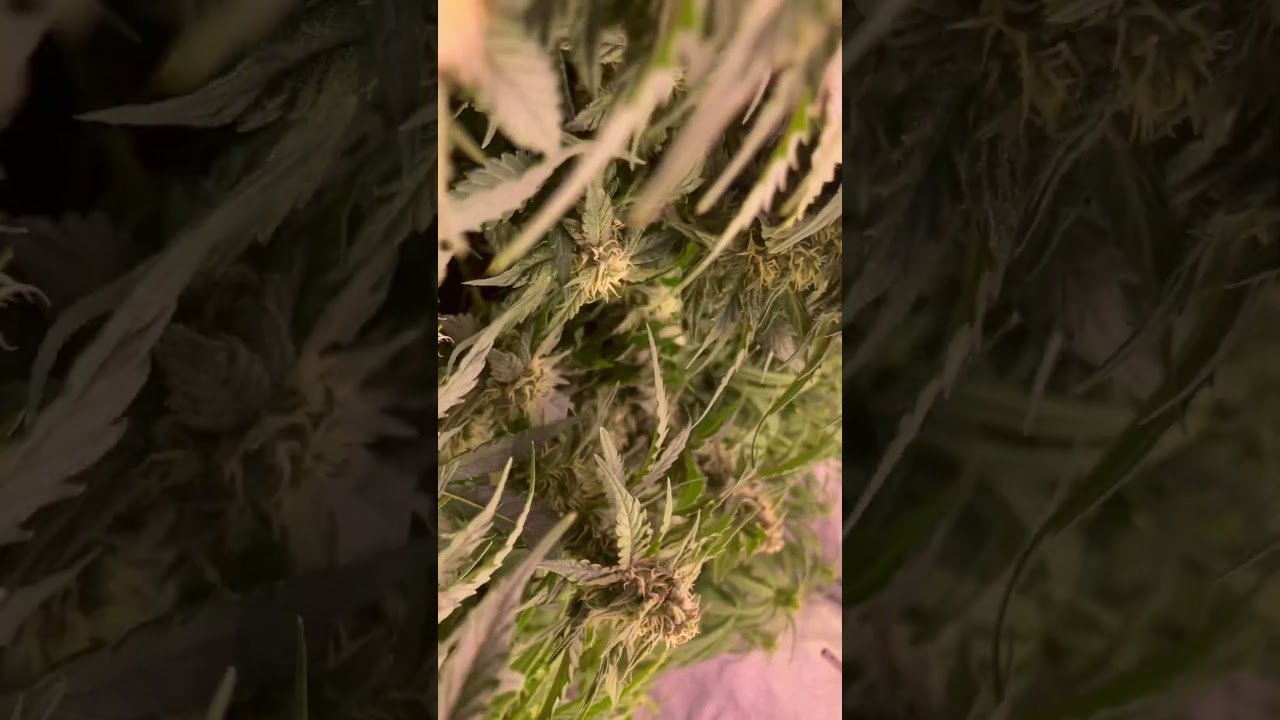 Lemon haze auto and 2 orange sherbet auto #cannabisdaily #cannabiseducation #growerscommunity