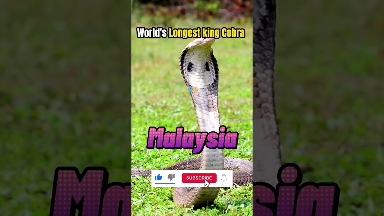Longest King Cobra in the World |  #biggest  #largest #kingcobra