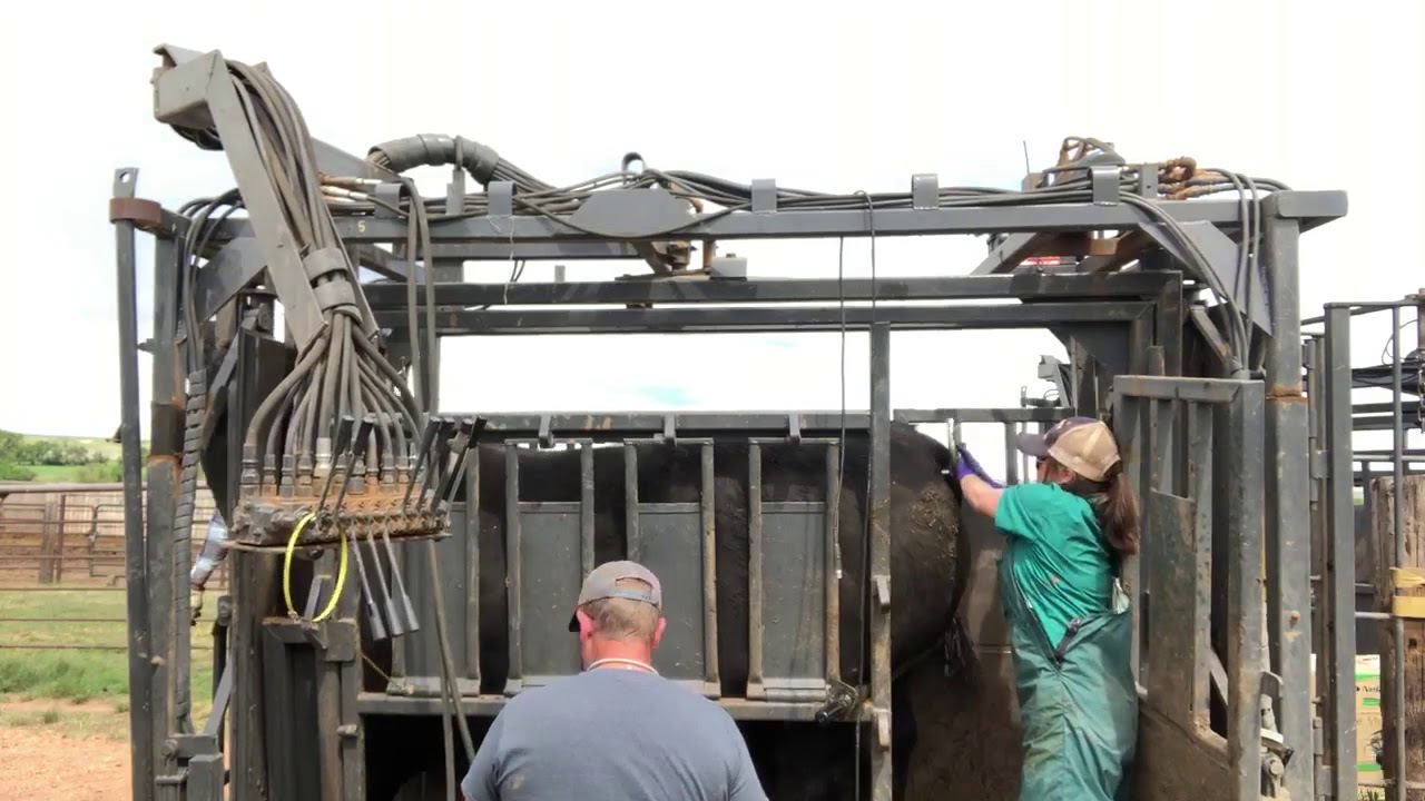 Bull Collection