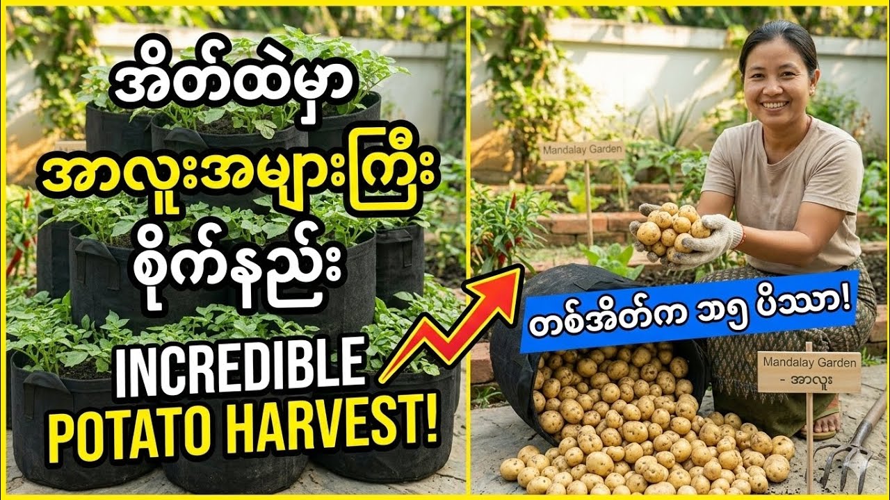 အိတ်ထဲမှာ အာလူးတွေ အများကြီးထွက်အောင် စိုက်ပျိုးနည်း လျှို့ဝှက်ချက် (Growing Potatoes in Bags) 🥔