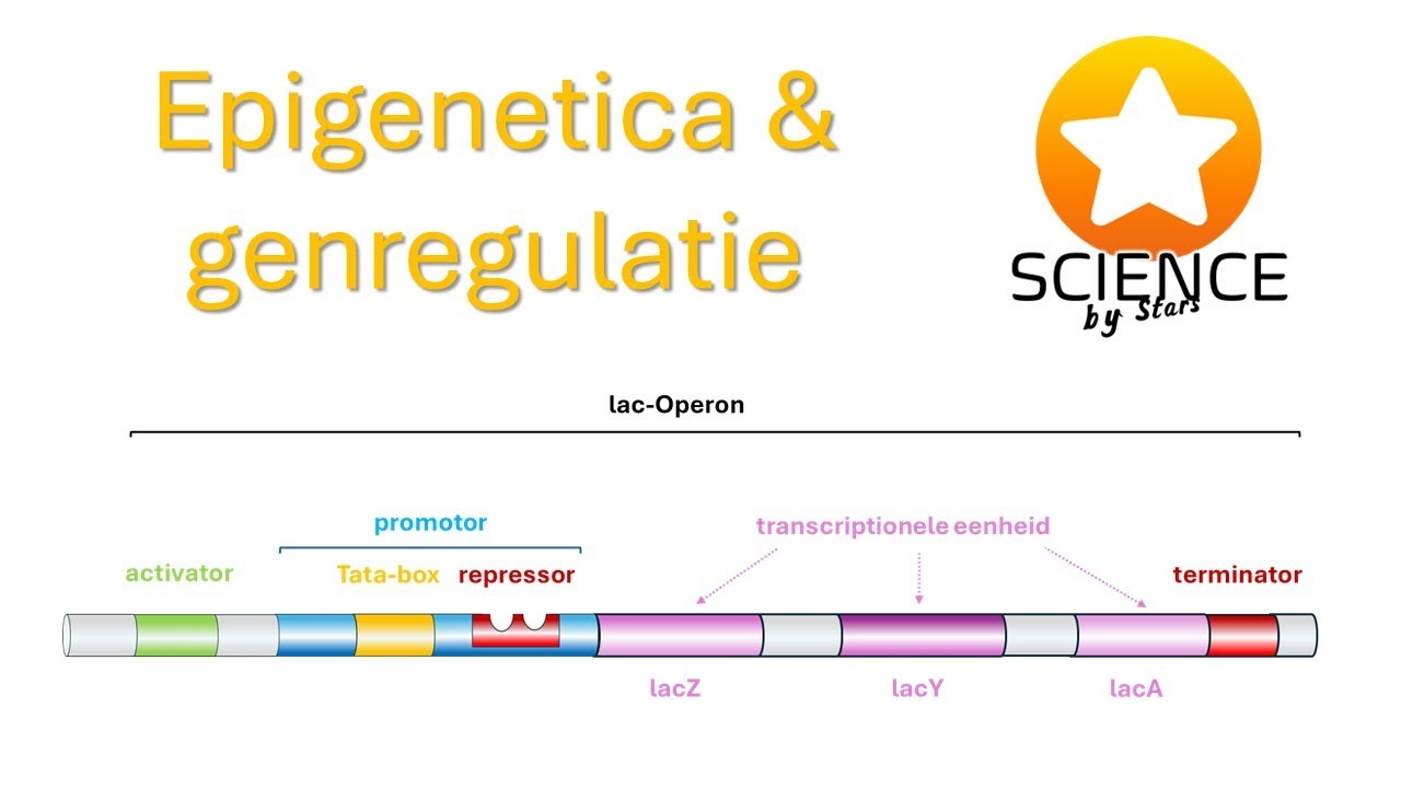 Epigenetica en genregulatie