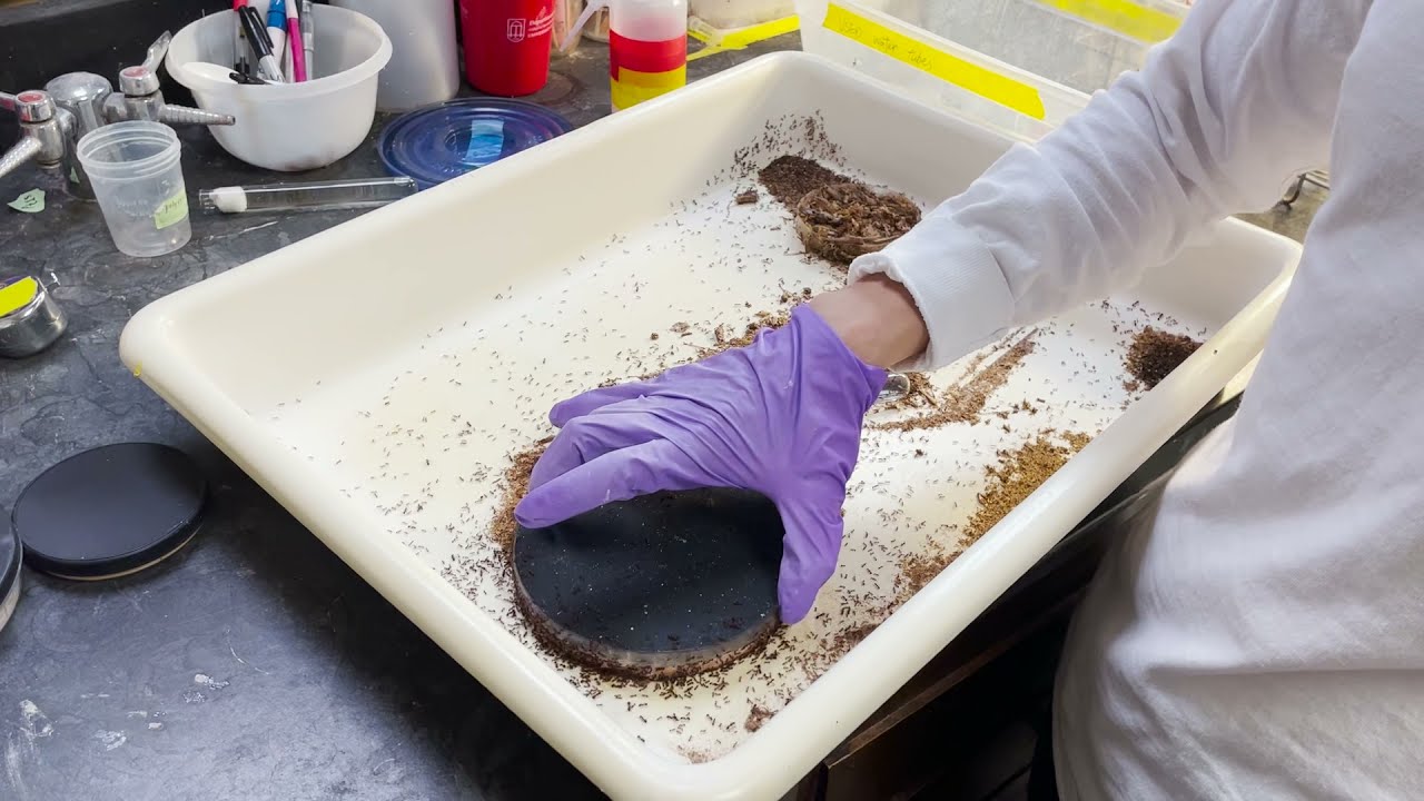 Keeping red imported fire ants in lab