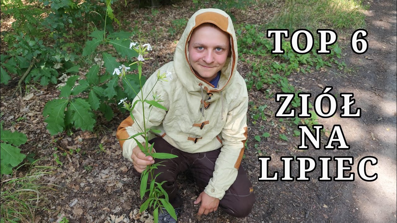 Dary natury: TOP 6 ZIÓŁ, które należy znać w LIPCU
