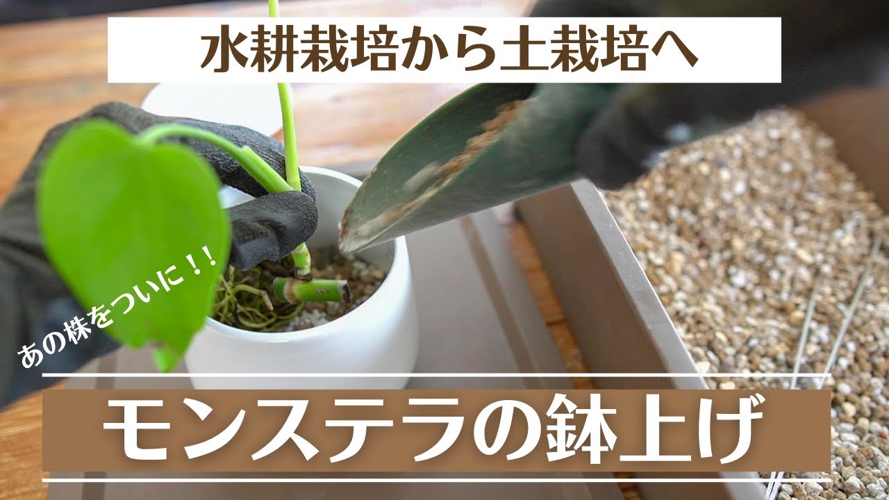 【水耕栽培から土栽培へ移行します!!】モンステラの鉢上げ＊一連の流れとその後の管理方法