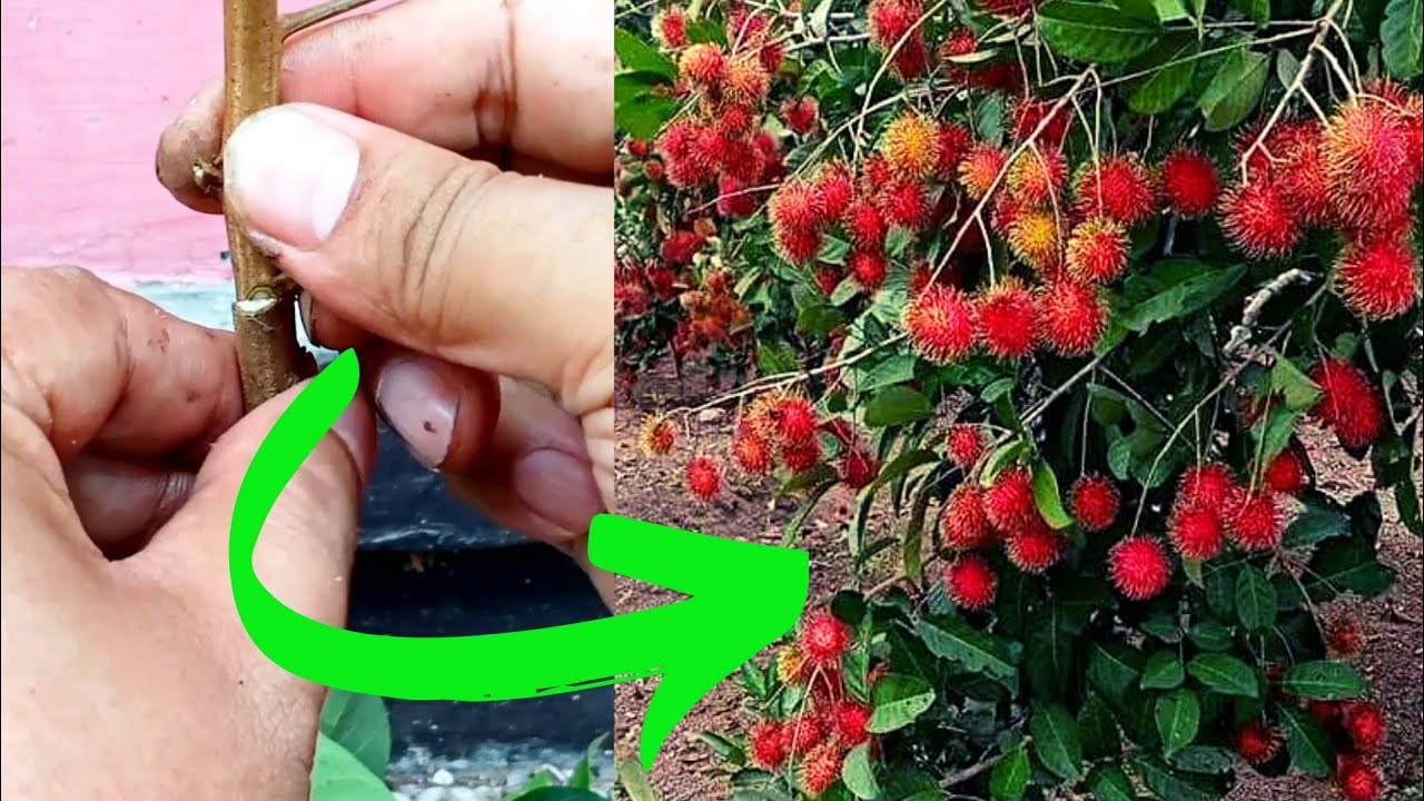 How to graft rambutan tree, Unique Skill Grafting rambutan Tree, Best way to graft rambutan plant