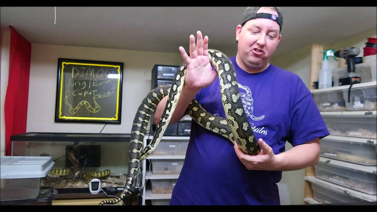 Olympus Reptiles Episode #21 Jungle Diamond Carpet Python