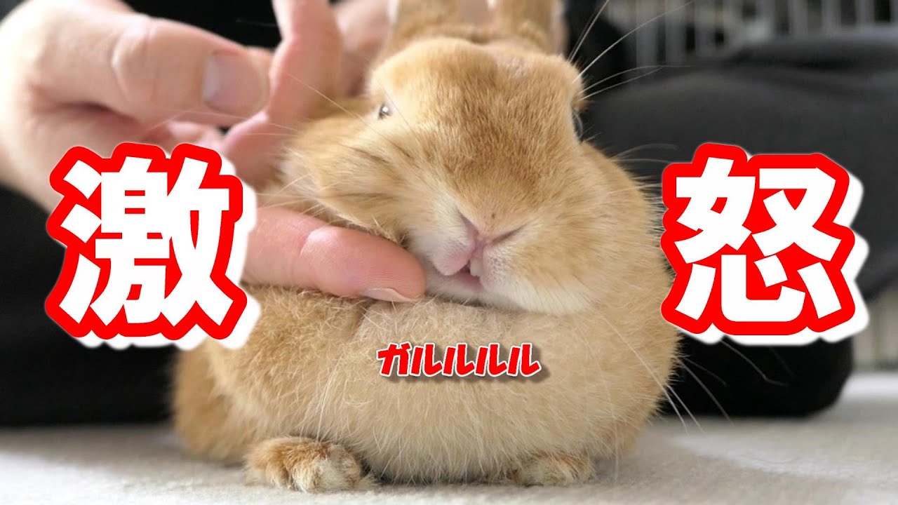 お前なんか飼い主じゃないとブチ切れるうさぎ