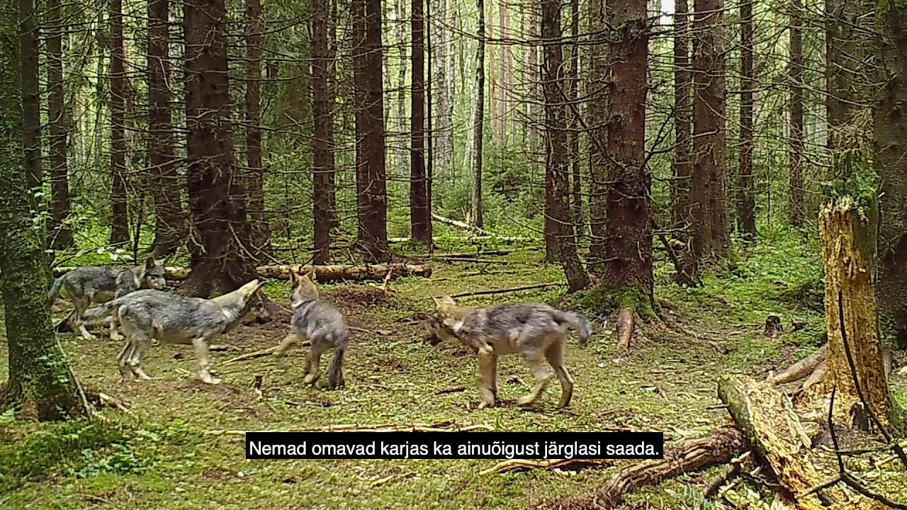 Hundi lood. Hierarhia