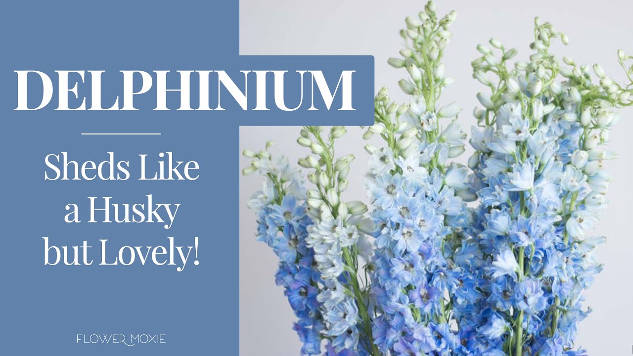 Delphinium 101: Sheds Like a Husky, but Lovely!