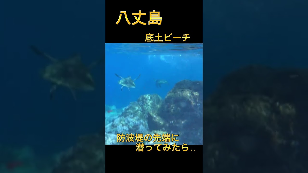 八丈島底土ビーチに飛び込んだら #shorts #八丈島 #底土ビーチ