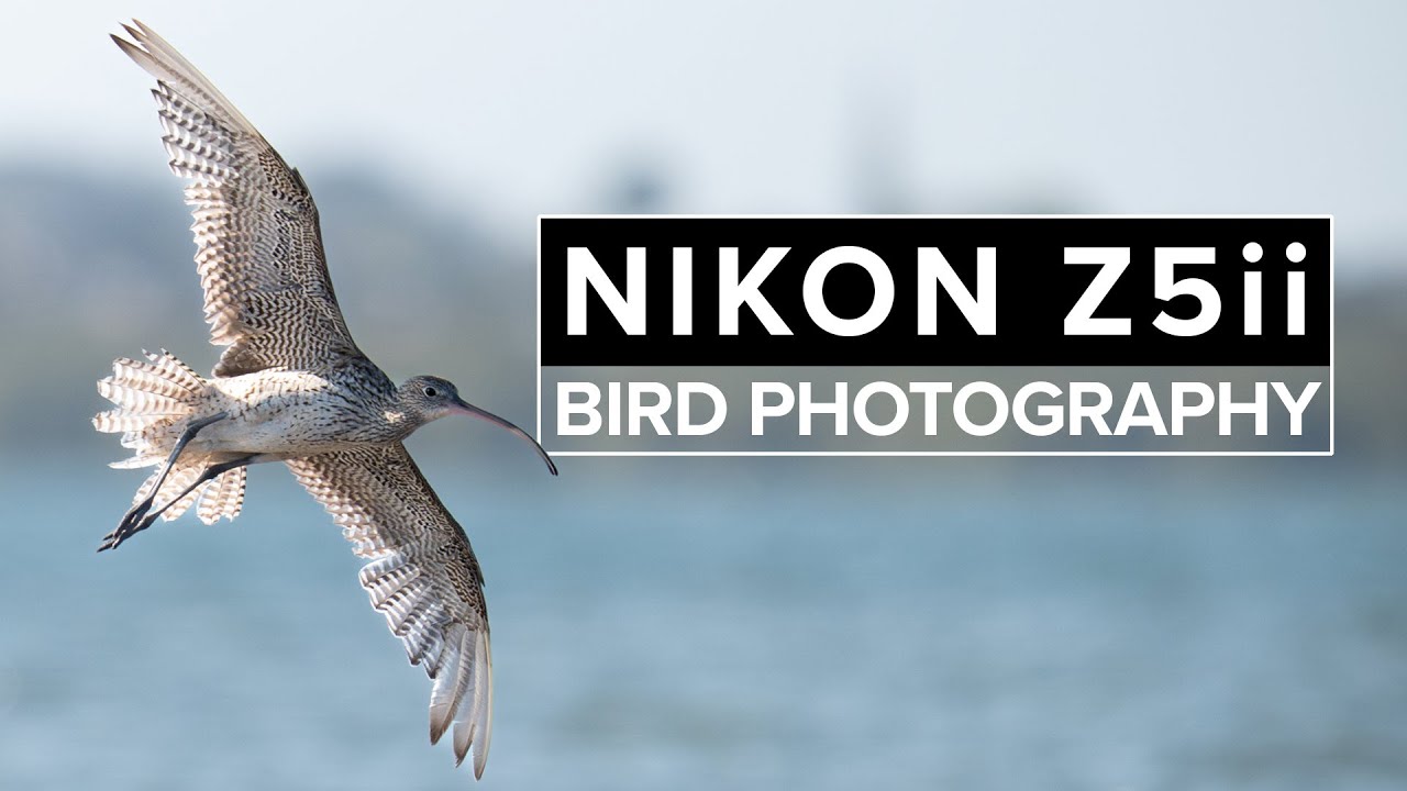 Фотосъемка птиц на Nikon Z5ii | Обзор реального мира