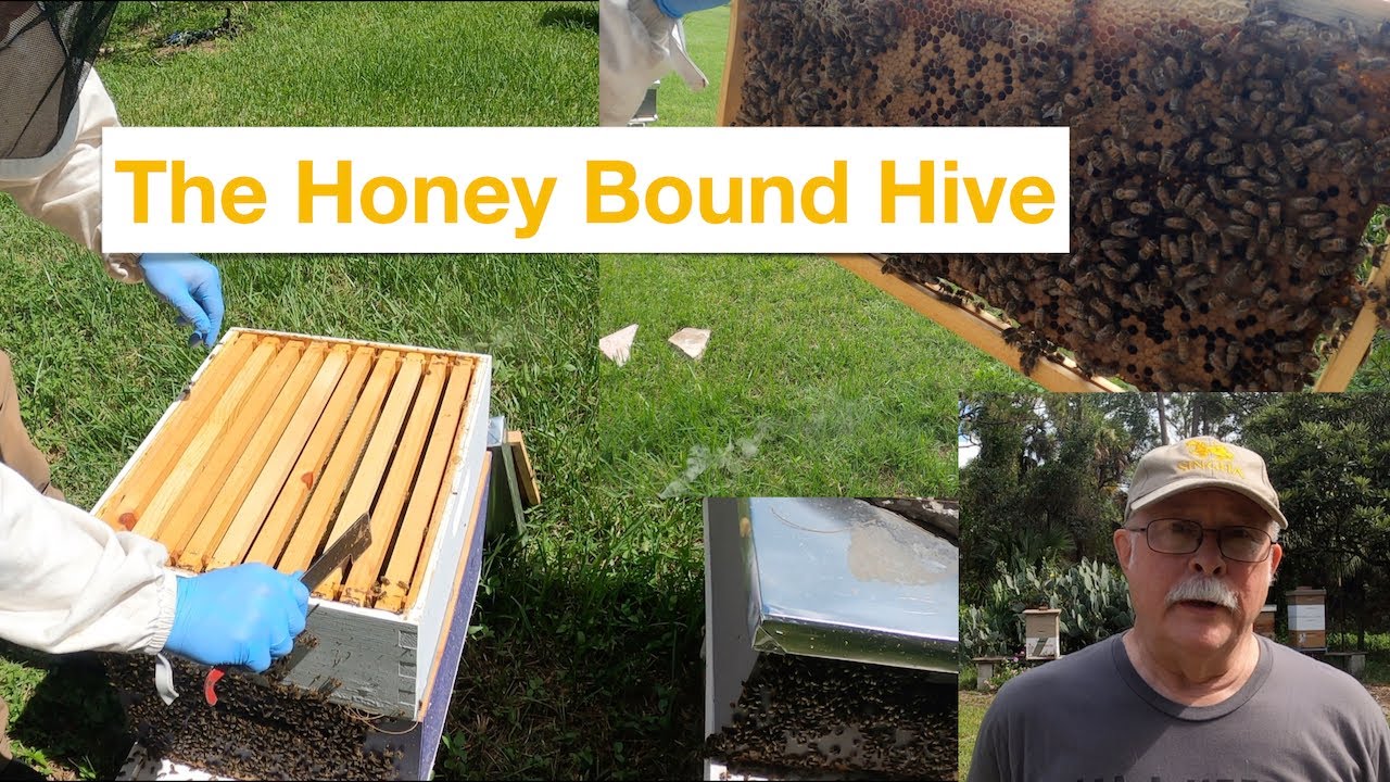 The Honey Bound Hive