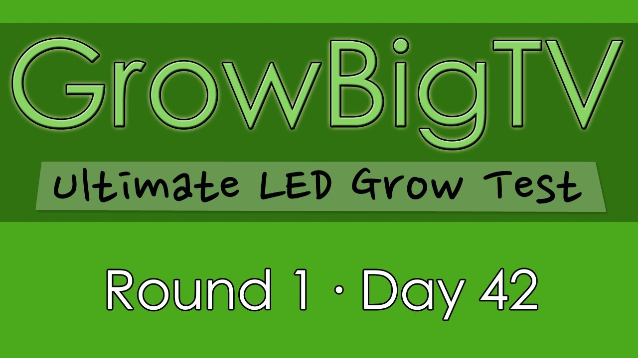 GrowBigTV Ultimate LED Test (Round 1) : Day 42